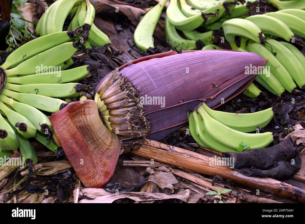 Banana pianta ad una piantagione biologica di banane del commercio equo e solidale Ghana Africa occidentale Foto Stock
