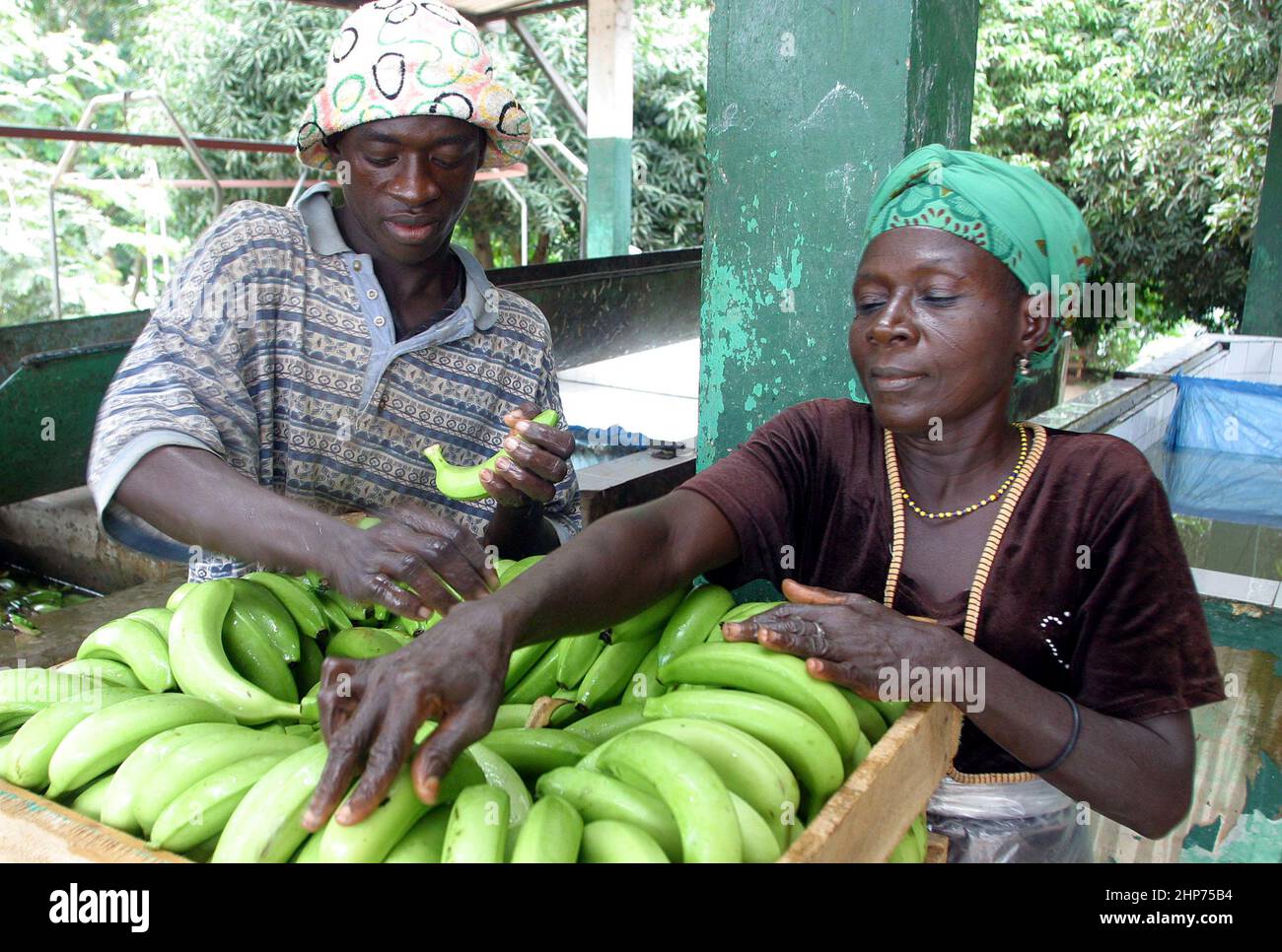 Banana Sorting a piantagione in Ghana Africa occidentale Foto Stock