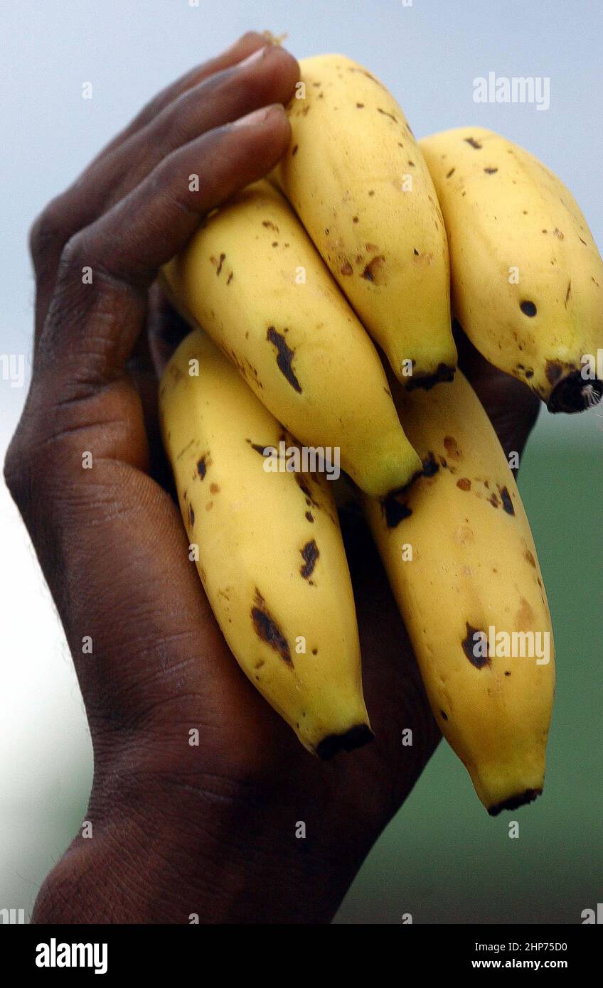 Banana pianta ad una piantagione biologica di banane del commercio equo e solidale Ghana Africa occidentale Foto Stock