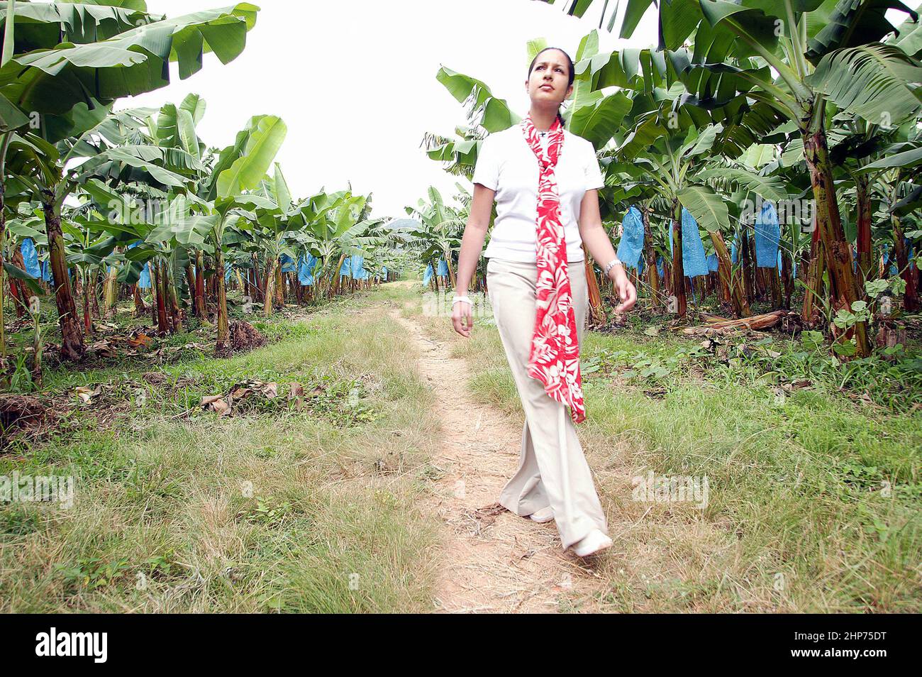 Piantagione di banane in Ghana Africa occidentale con il cuoco di commercio equo Vicky Bhogal autore di un FairFeast Foto Stock