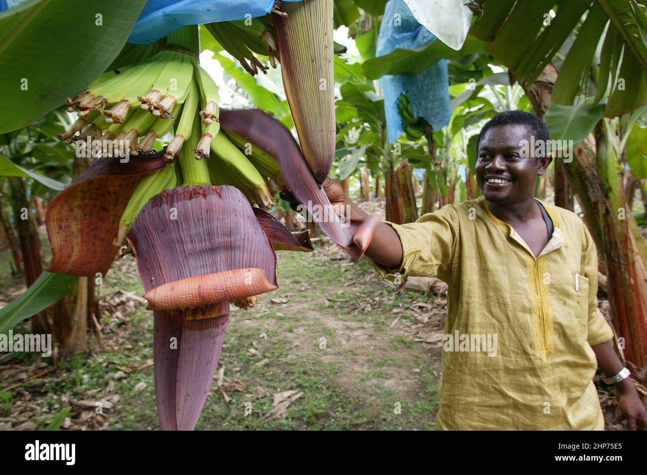 L'operaio dell'azienda agricola sbucce indietro il fiore della banana per vedere il mazzo della banana sulla piantagione della banana in Africa occidentale del Ghana Foto Stock