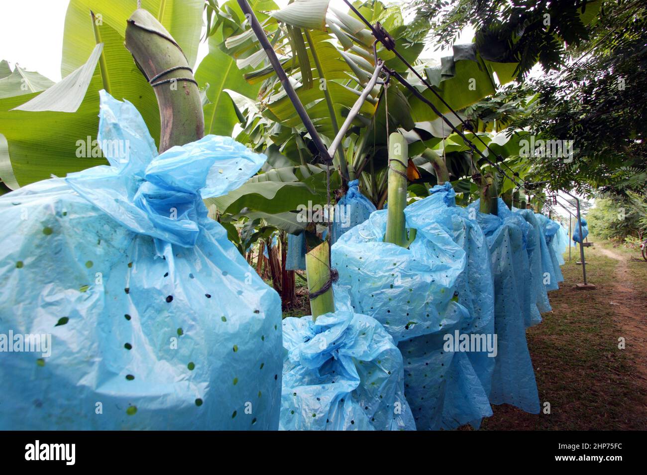 Banana pianta ad una piantagione biologica di banane Fair Trade Ghana West Africa piante sono in sacchetti di plastica per promuovere la crescita e la maturazione Foto Stock