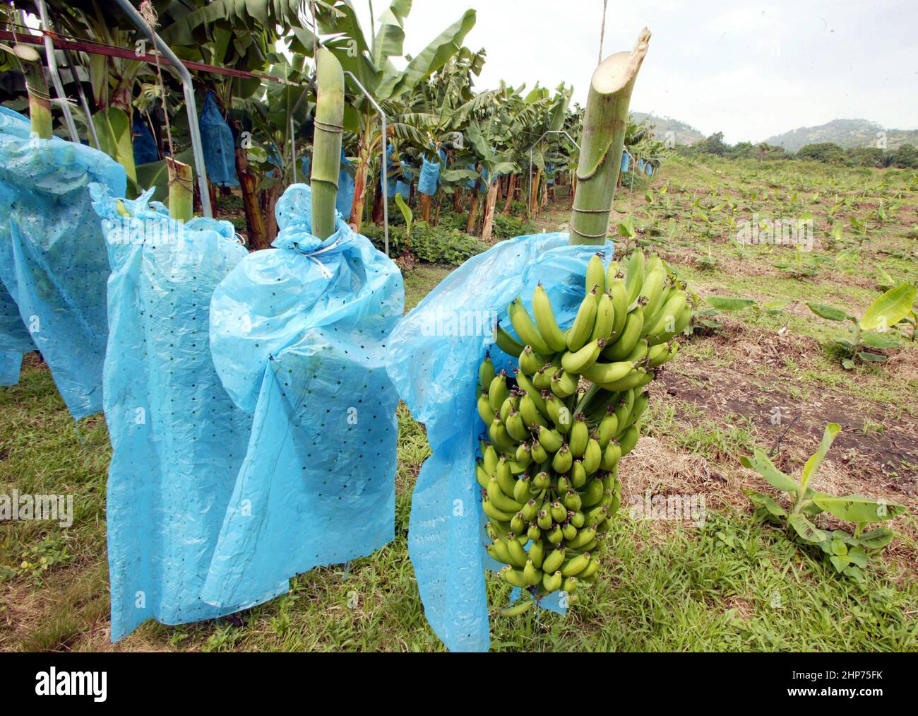 Banana pianta ad una piantagione biologica di banane Fair Trade Ghana West Africa piante sono in sacchetti di plastica per promuovere la crescita e la maturazione Foto Stock