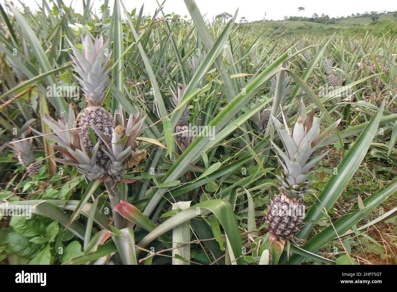 Piante di ananas biologiche che crescono in una piantagione di ananas di commercio equo e solidale in Ghana. Africa occidentale Foto Stock