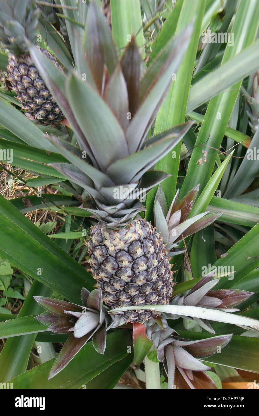 Piante di ananas biologiche che crescono in una piantagione di ananas di commercio equo e solidale in Ghana. Africa occidentale Foto Stock