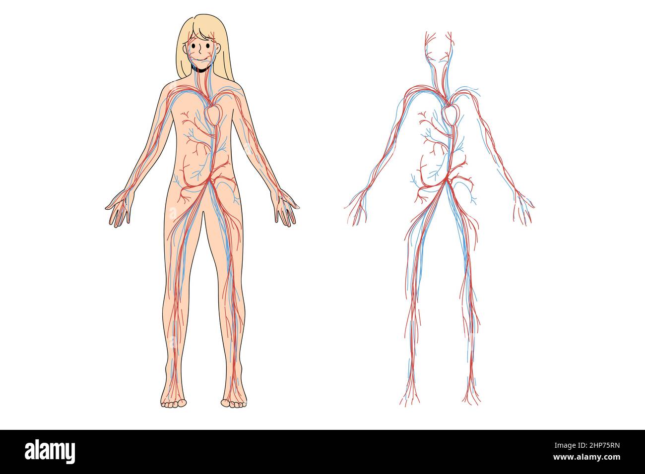 Sistema circolatorio arterioso e venoso femminile Illustrazione Vettoriale