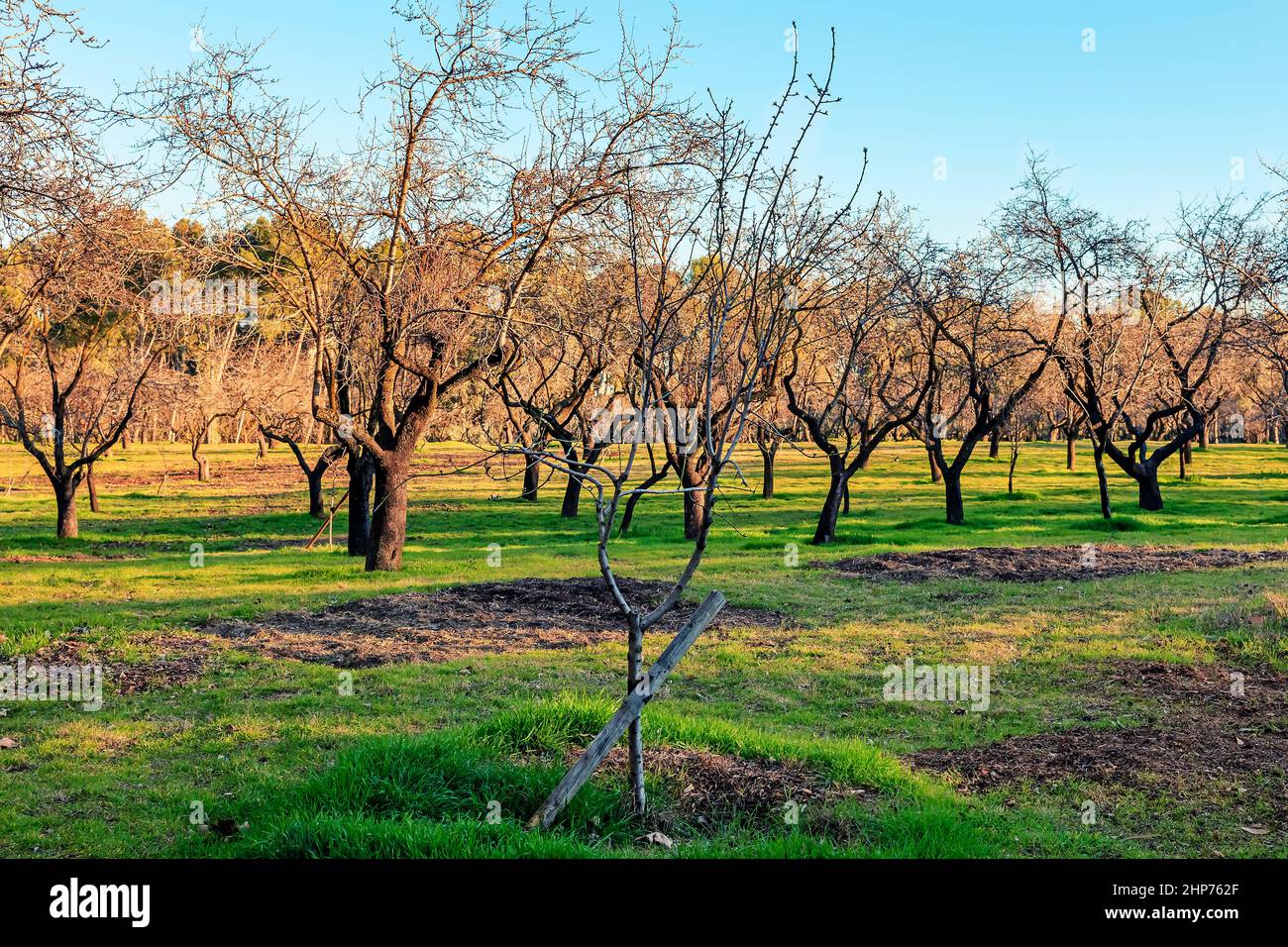 paesaggio con alberi di mandorle nel mese di febbraio Foto Stock