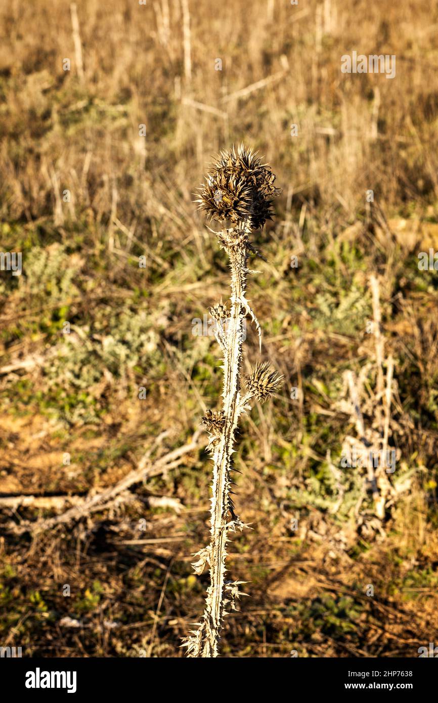 primo piano di cardo asciutto circondato da cespugli asciutti Foto Stock