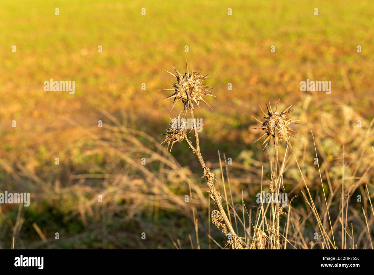 primo piano di cardo asciutto circondato da cespugli asciutti Foto Stock
