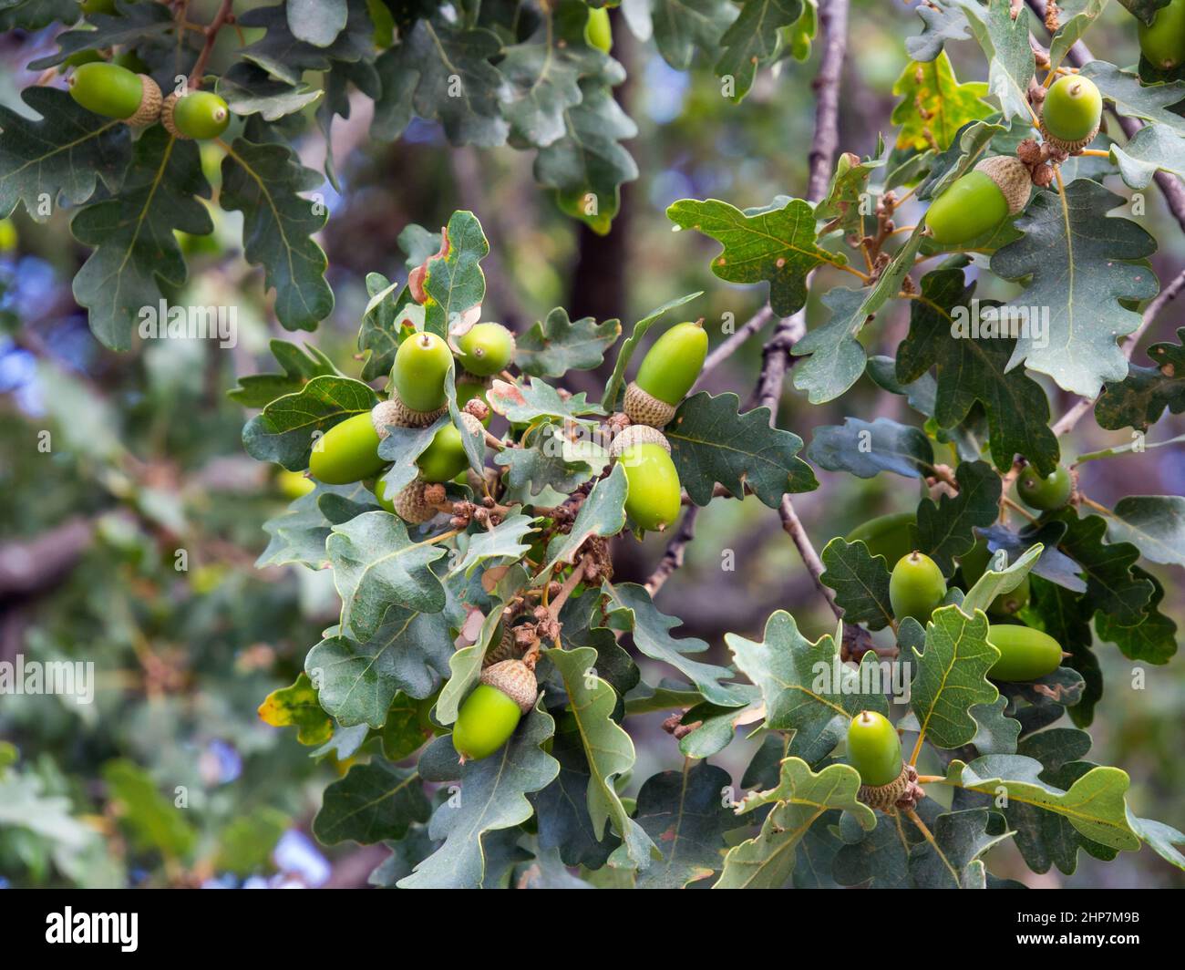 Acorns su Oregon White Oak rami Foto Stock