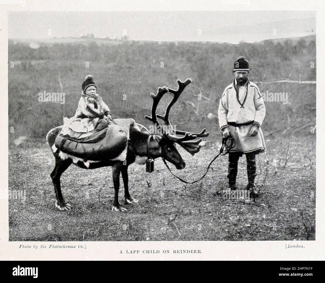 A Lapp child on Reindeer dal libro The Living Races of Mumann; Volume 2 di Henry Neville Hutchinson, pubblicato a Londra nel 1901 da Hutchinson & co Foto Stock
