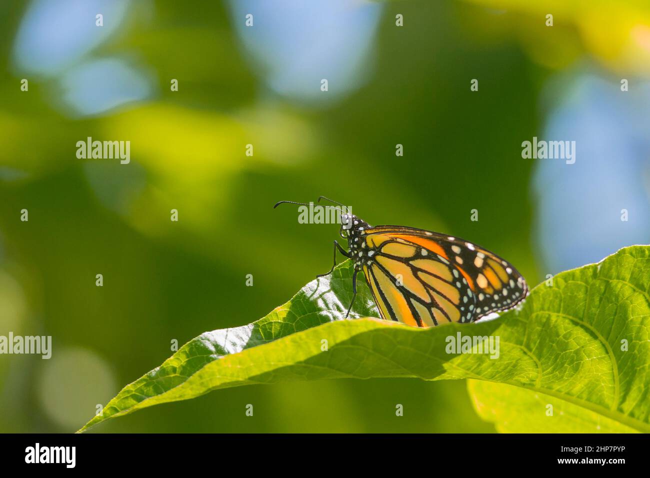 farfalla su foglia verde con retroilluminazione Foto Stock