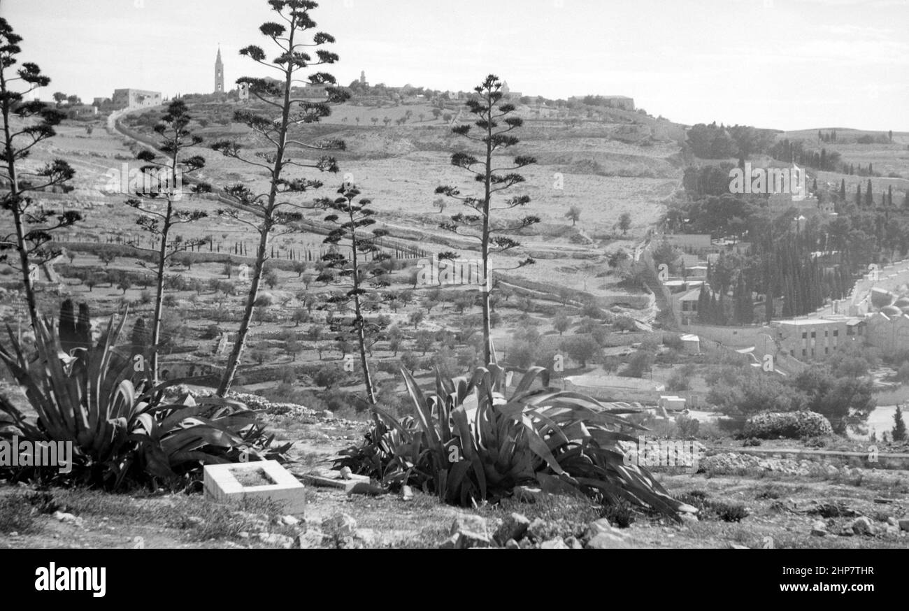 Medio Oriente Storia: Getsemani Località: Gerusalemme ca. 1942 Foto Stock