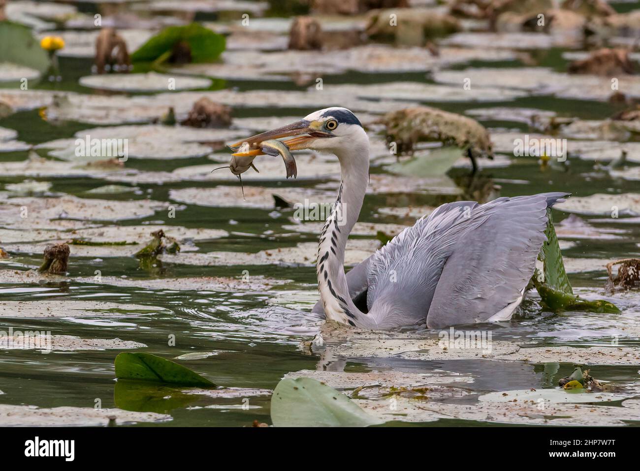 Un airone cinerino ha appena pesto un pesce tra le acque dell'Oasi Lipu di Torrile (Parma, Italia) Foto Stock