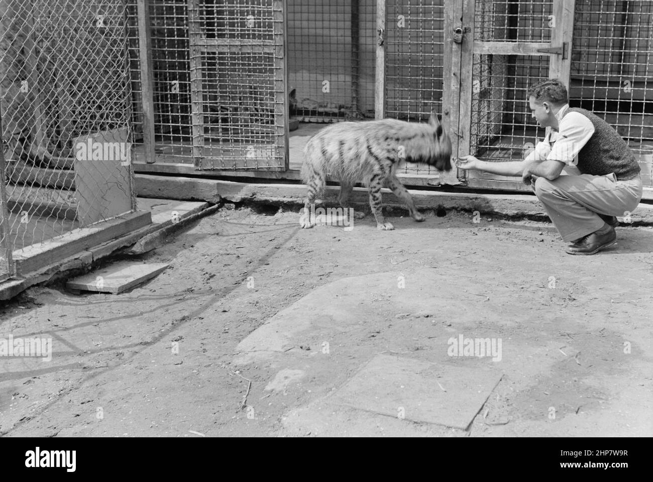 Storia del Medio Oriente: Zoo di Tel Aviv. [Uomo con iena] Località: Israele--Tel Aviv ca. Tra il 1934 e il 1939 Foto Stock