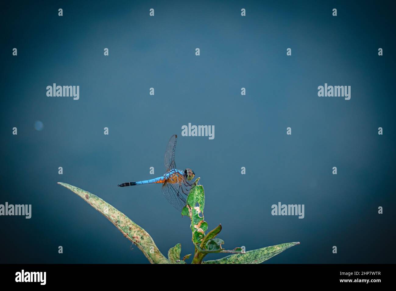 Dragonfly blu tenere su verde foglia albero e copiare spazio .Dragonfly nella natura. Dragonfly nell'habitat naturale. Bella scena natura con libellula Foto Stock
