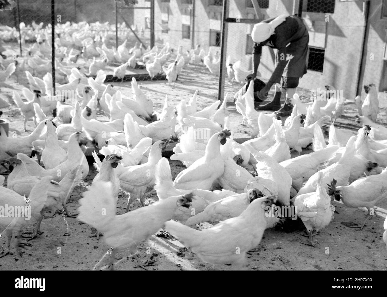 Storia del Medio Oriente: La fattoria di pollame di Betlemme. (Esan Safieh). Alimentazione dei polli Ubicazione: Cisgiordania--Betlemme ca. 1939 Foto Stock