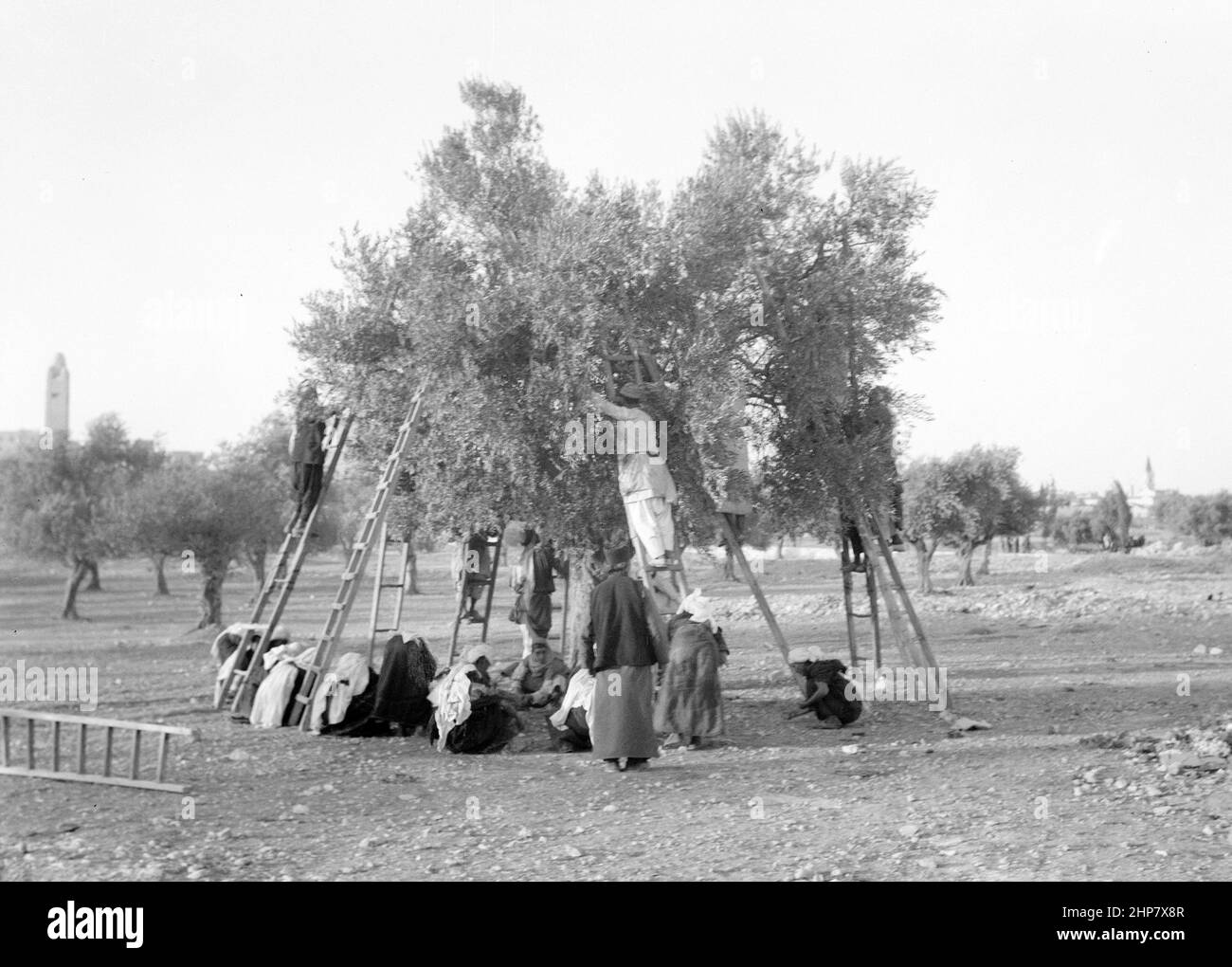 Storia del Medio Oriente: Lavoratori che raccolgono olive ca. Tra il 1934 e il 1939 Foto Stock