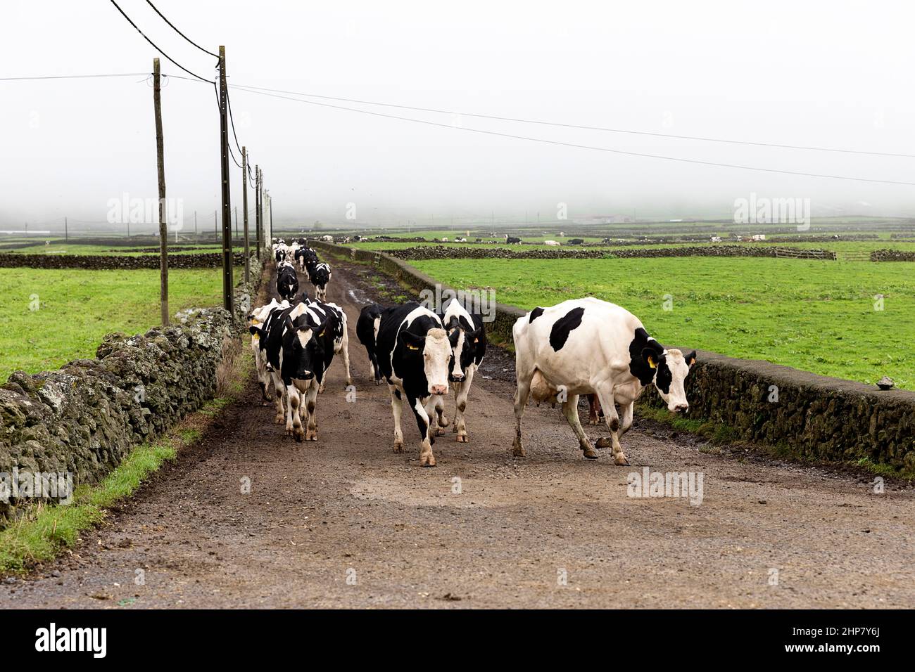 Mucche che camminano lungo la strada rurale da muri di pietra, Terceira, Azzorre, Portogallo Foto Stock