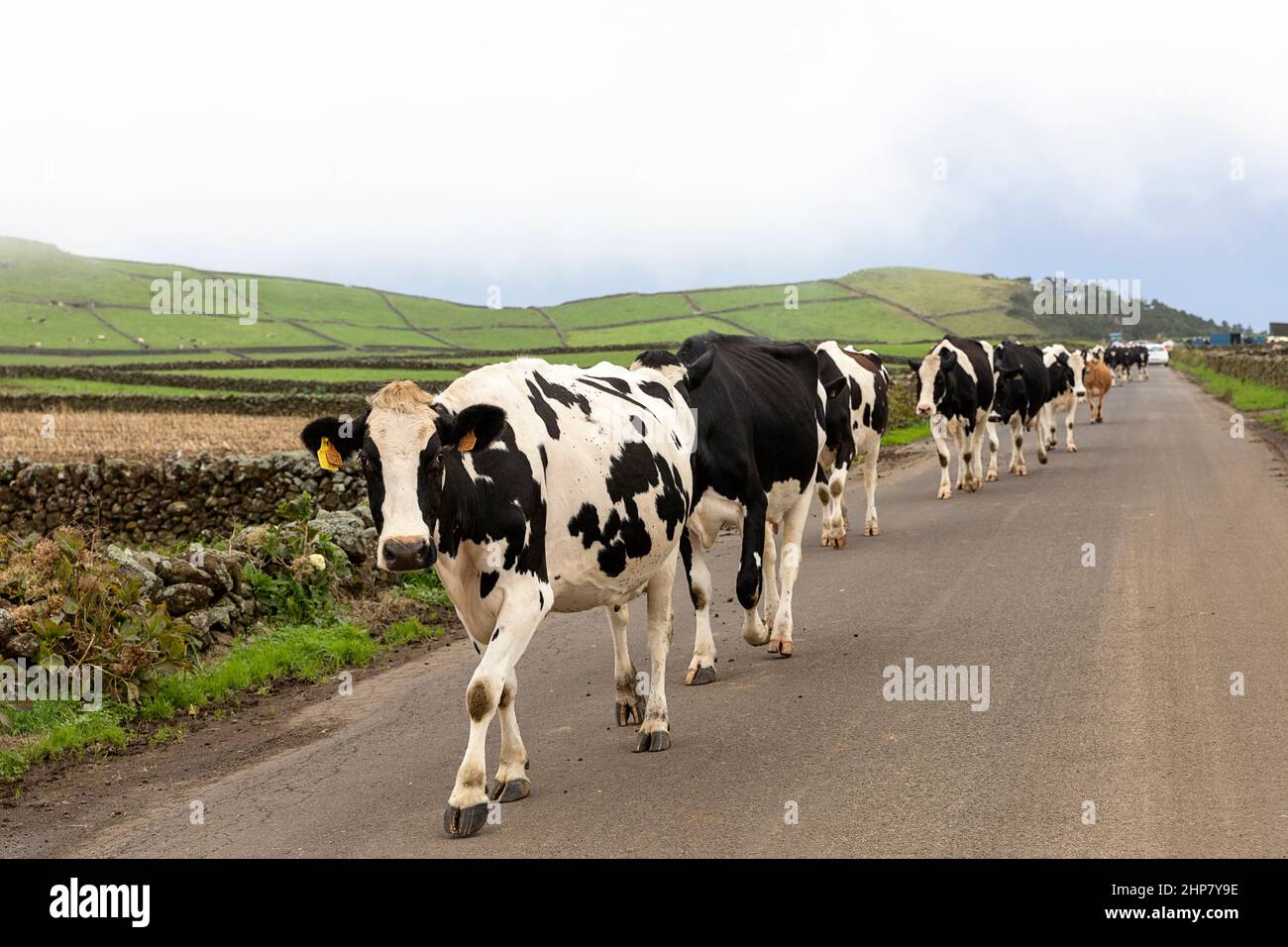Mucche che camminano lungo la strada rurale da muri di pietra, Terceira, Azzorre, Portogallo Foto Stock