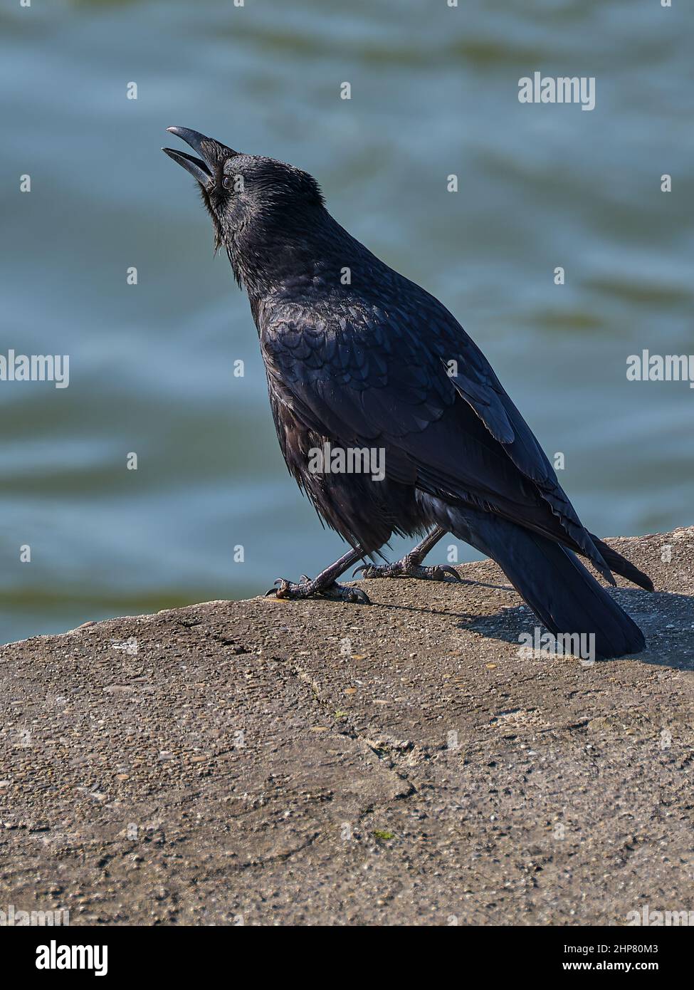 Corvo nero che chiama su una parete lungo il fiume con acqua blu sullo sfondo. Foto Stock