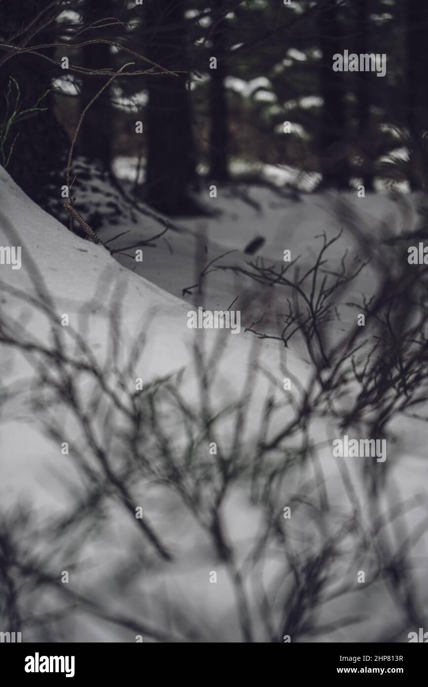 Dettaglio neve foresta ramo albero terreno collina percorso Foto Stock