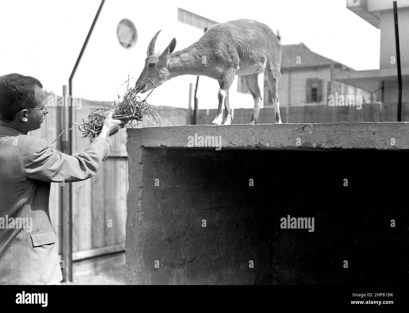 Storia del Medio Oriente: Zoo di Tel Aviv. Femmina Ibex (capra selvaggia della Bibbia) Località: Israele--Tel Aviv ca. Tra il 1934 e il 1939 Foto Stock