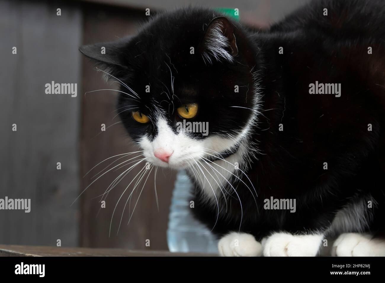 Il gatto bianco e nero con gli occhi gialli, seduto Foto Stock