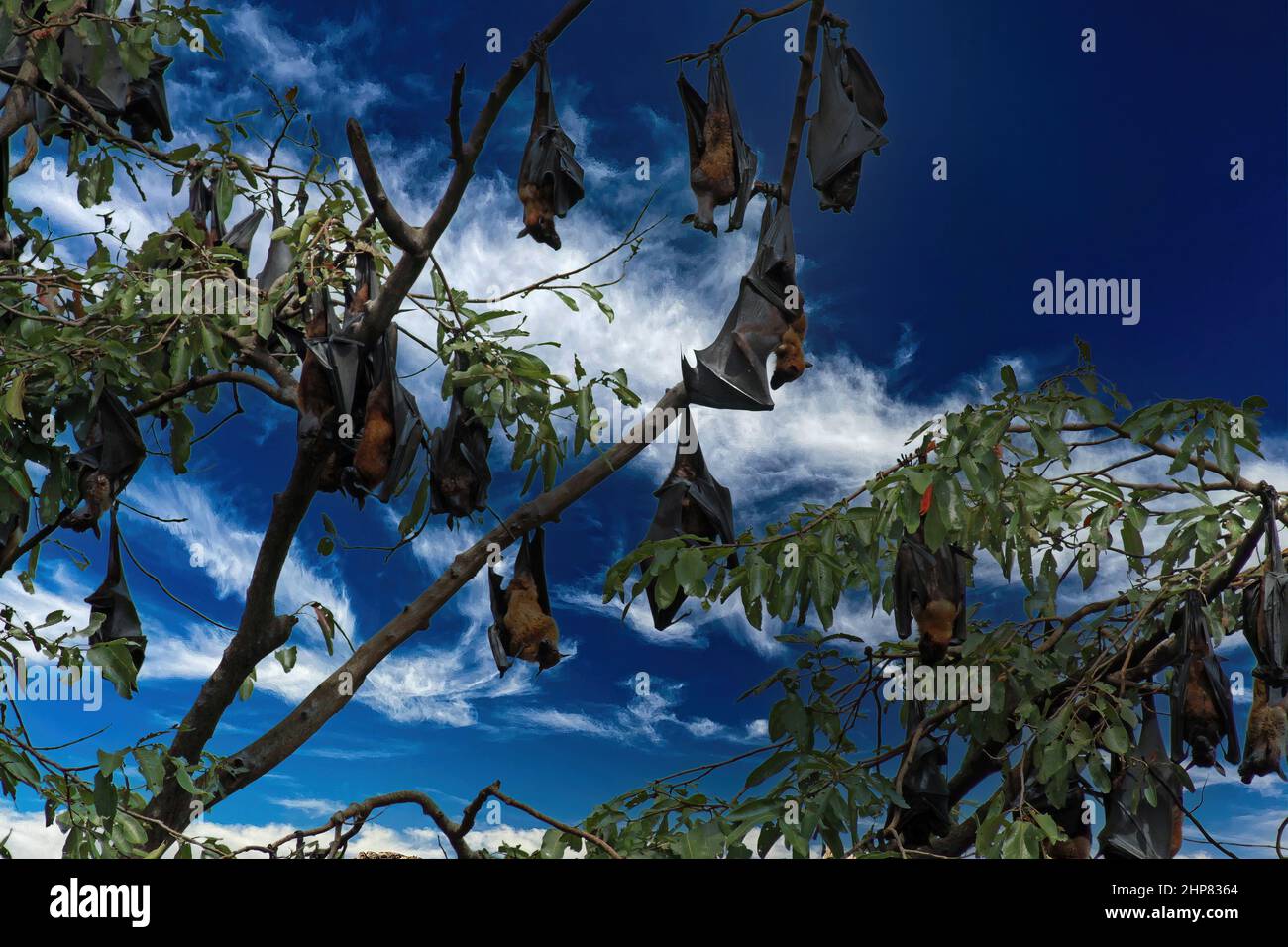 Vista su albero isolato con gruppo sospeso cani da volo indiani (pteropus giganteus) contro cielo blu profondo con nuvole - Sri Lanka Foto Stock