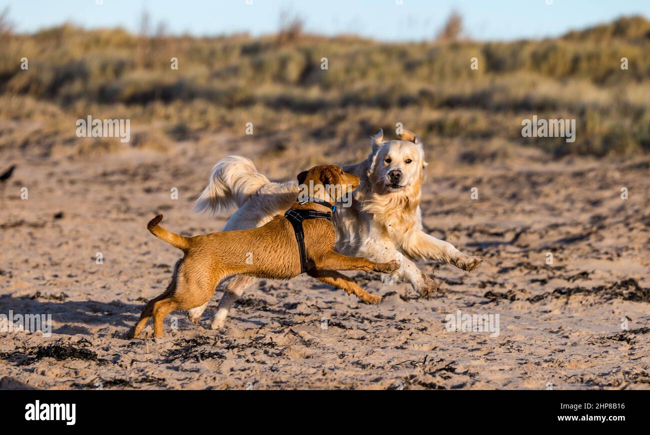 East Lothian, Scozia, Regno Unito, 19th febbraio 2022, Regno Unito tempo: Calma giornata di sole sulla spiaggia per cani. Tilly, un cucciolo di Labrador giallo di 5 mesi, gode la sua prima volta alla spiaggia di Yellowcraig al sole, giocando e inseguendo un cane più vecchio Foto Stock