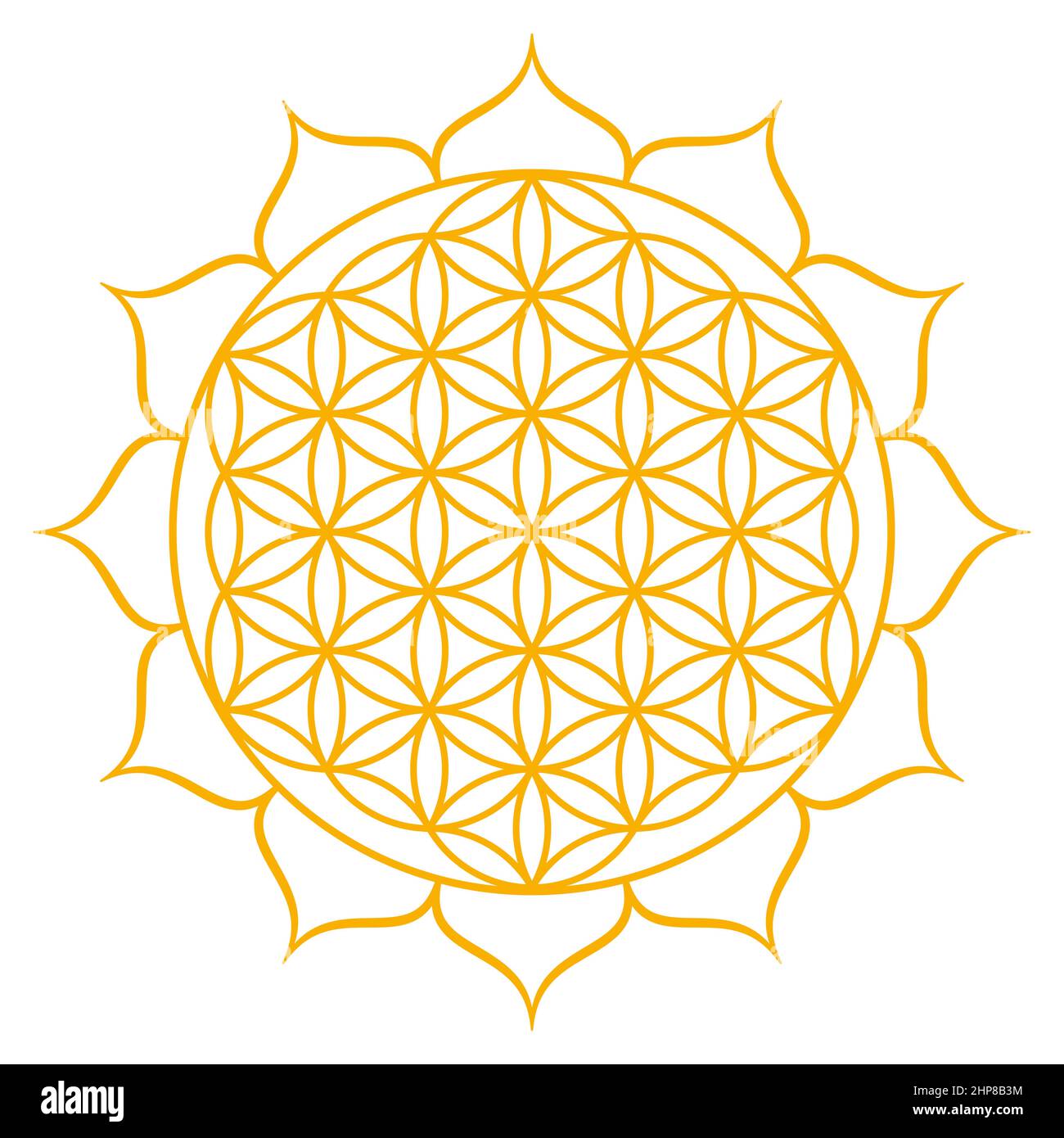 Fiore d'oro della vita con dodici petali. Figura geometrica, simbolo spirituale e geometria sacra. Cerchi sovrapposti che formano un mandala. Foto Stock
