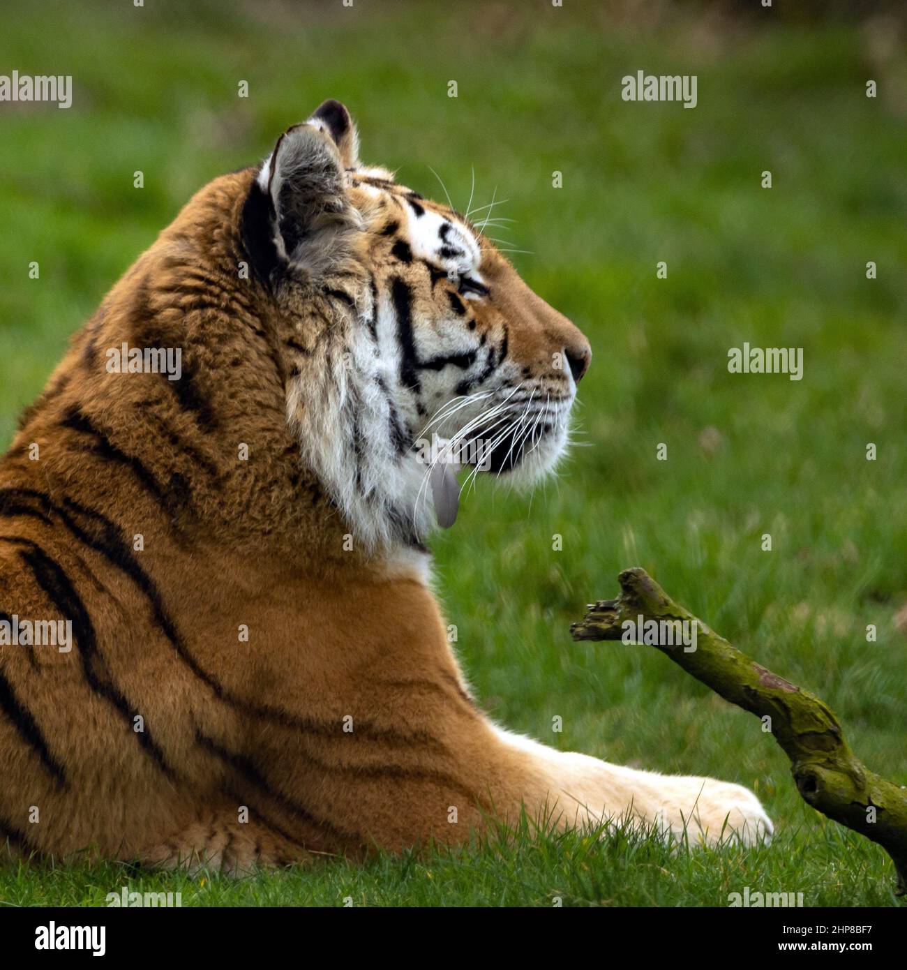 Tigre di Amur nel deserto Foto Stock