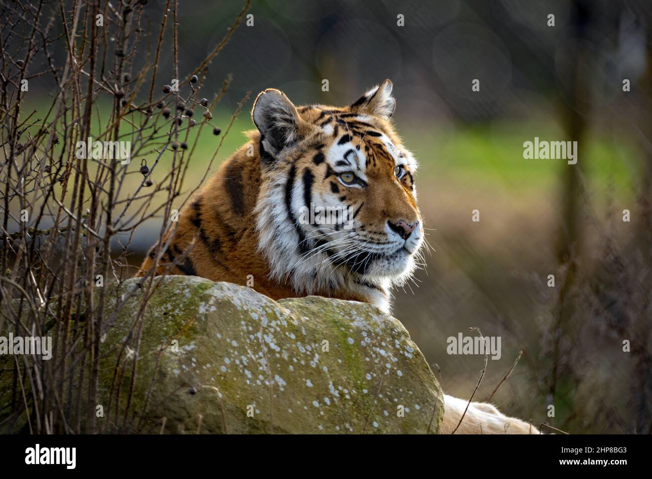 Fuoco selettivo sparato di una tigre di amur nello zoo Foto Stock