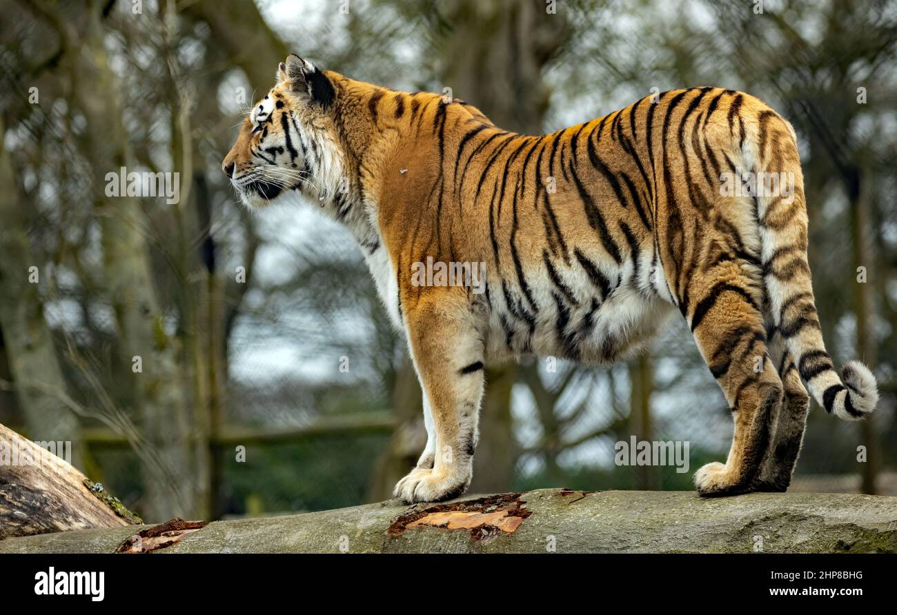 Tigre di Amur nel deserto Foto Stock