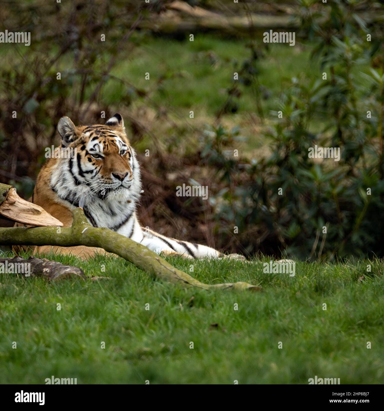 Tigre di Amur nel deserto Foto Stock