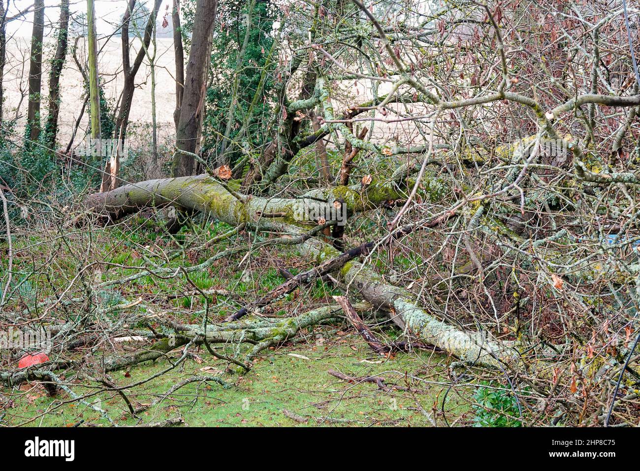 Hambledon Road, Godalming. 19th febbraio 2022. Il chiarore che segue Storm Eunace è continuato oggi attraverso le contee domestiche. Tempesta danni in Godalming in Surrey. Credit: james jagger/Alamy Live News Foto Stock