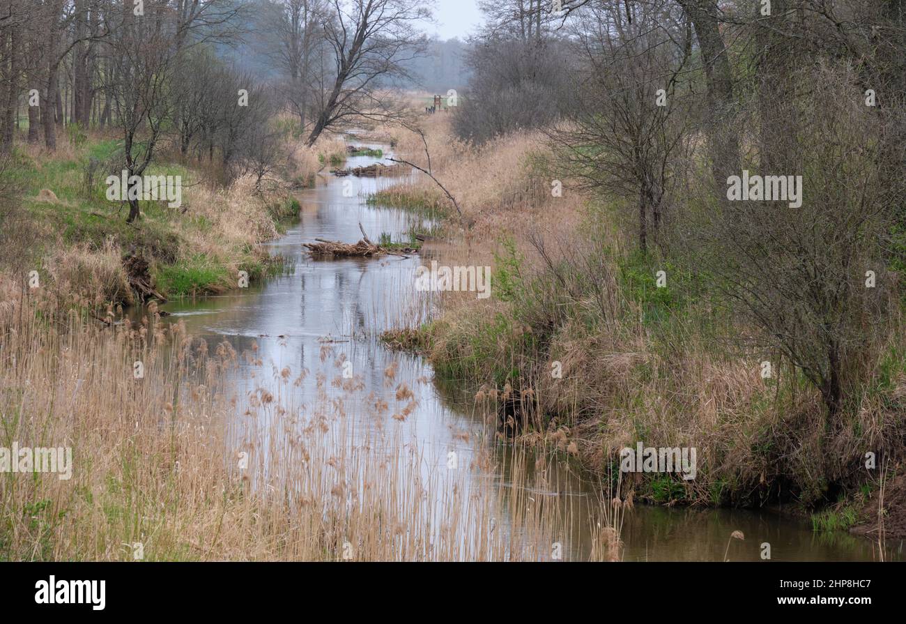 Fiume Narewka in primavera vicino al villaggio di Narewka, Regione Podlasie, Polonia, Europa Foto Stock