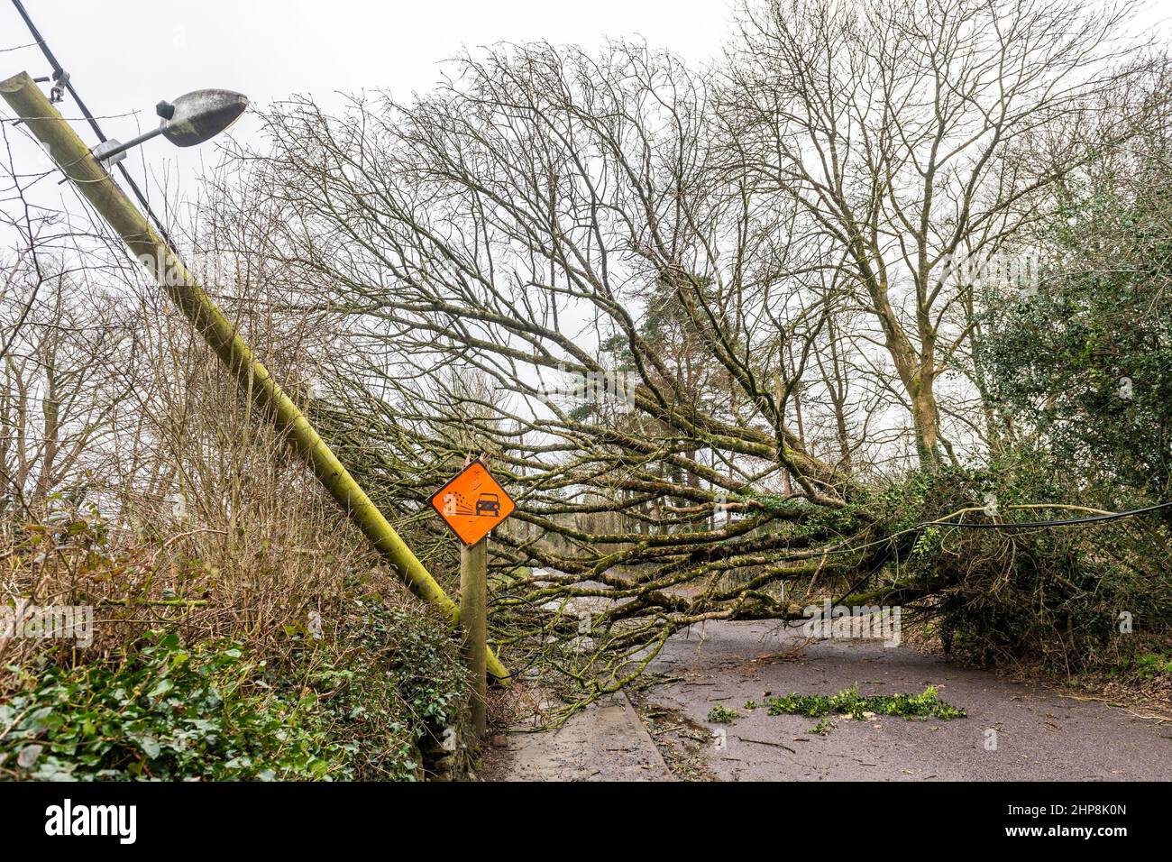 Dunmanway. Cork Occidentale, Irlanda. 19th Feb 2022. Un albero è caduto giù vicino all'ospedale di Dunmanway durante la tempesta Eunice ieri, ostruendo completamente la strada. Oltre 24 ore dopo, la strada è ancora bloccata, che sta causando problemi di accesso per l'ospedale. Credit: AG News/Alamy Live News Foto Stock
