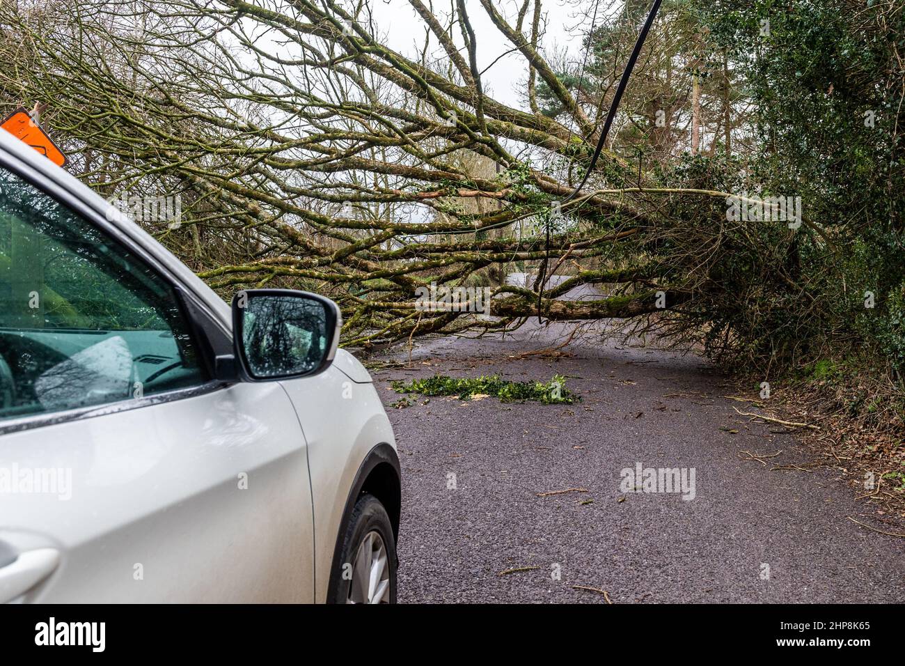 Dunmanway. Cork Occidentale, Irlanda. 19th Feb 2022. Un albero è caduto giù vicino all'ospedale di Dunmanway durante la tempesta Eunice ieri, ostruendo completamente la strada. Oltre 24 ore dopo, la strada è ancora bloccata, che sta causando problemi di accesso per l'ospedale. Credit: AG News/Alamy Live News Foto Stock