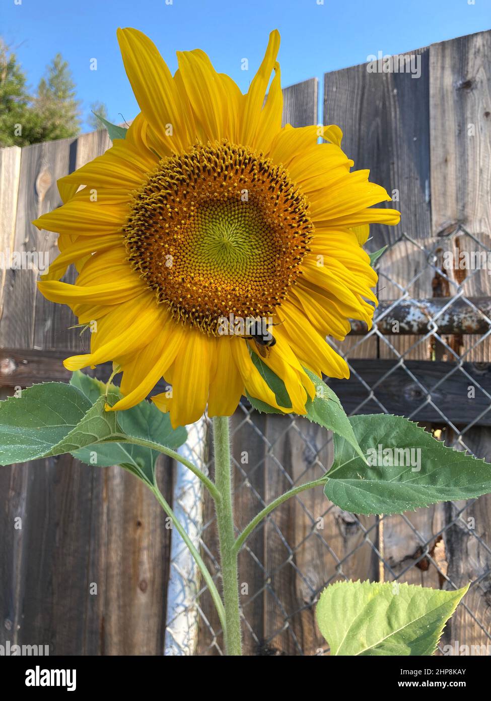 Bumble ape impollinando un grande giallo girasole Foto Stock