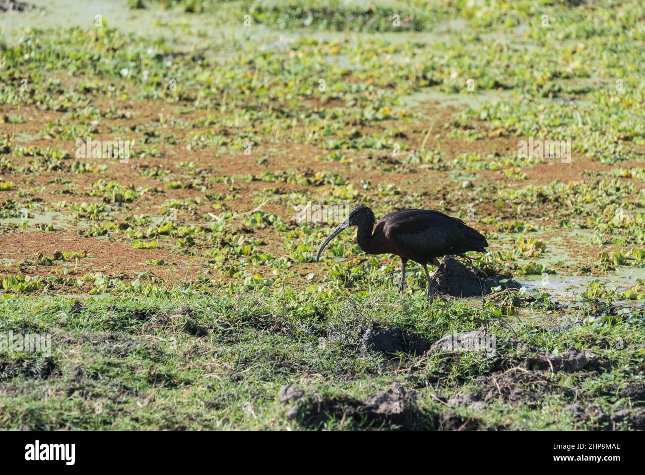 Rovistando ibis lucido (Plegadis falcinellus) Foto Stock