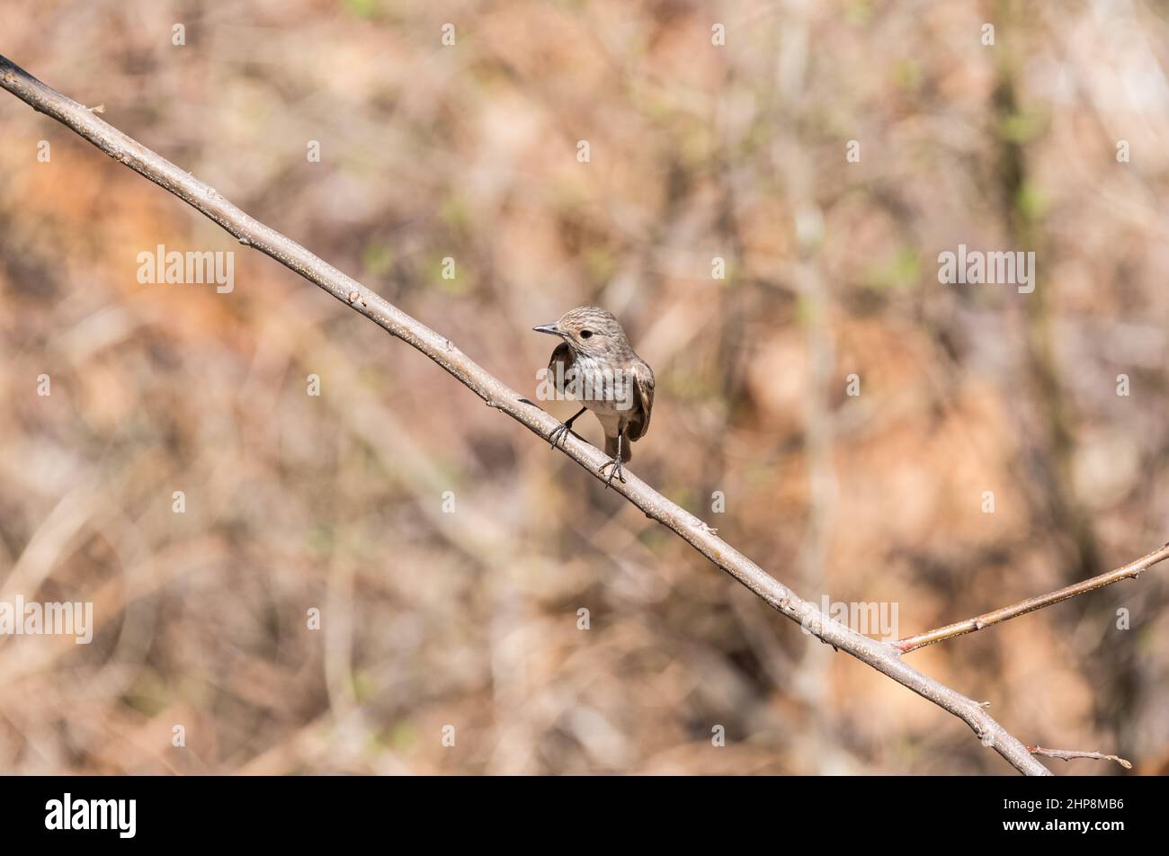 African Grey Flycatcher (Melaenornis microrhynchus) Foto Stock