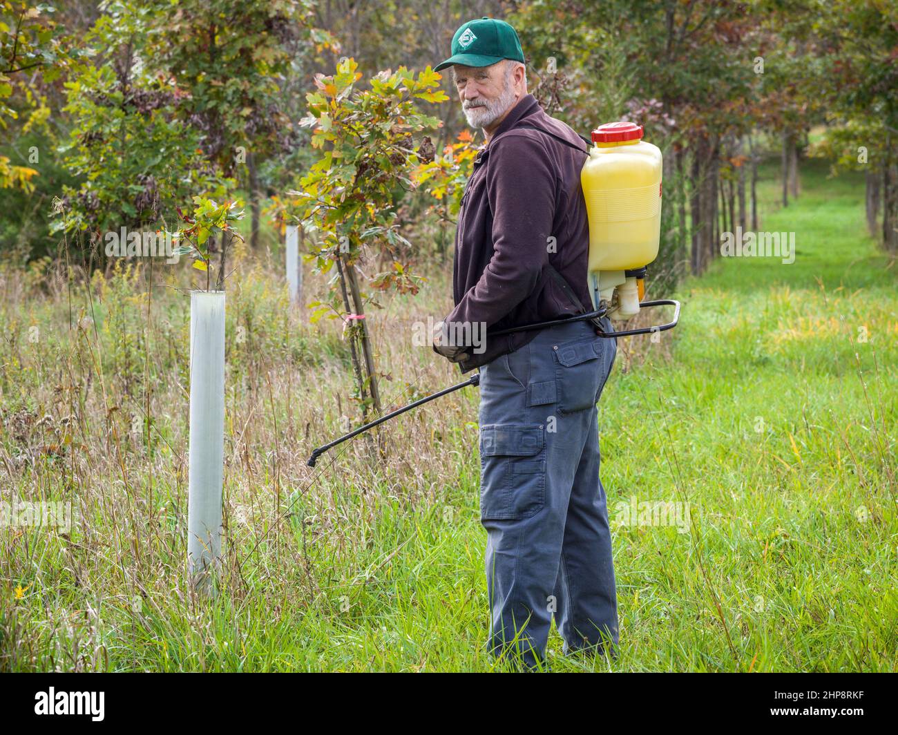 Uomo che spruzza l'albero che pianta con i pesticidi Foto Stock