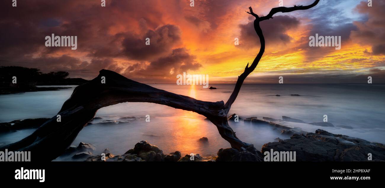 Albero morto e tramonto. Anaehoomalu (A) Spiaggia. Hawaii, la Big Island Foto Stock