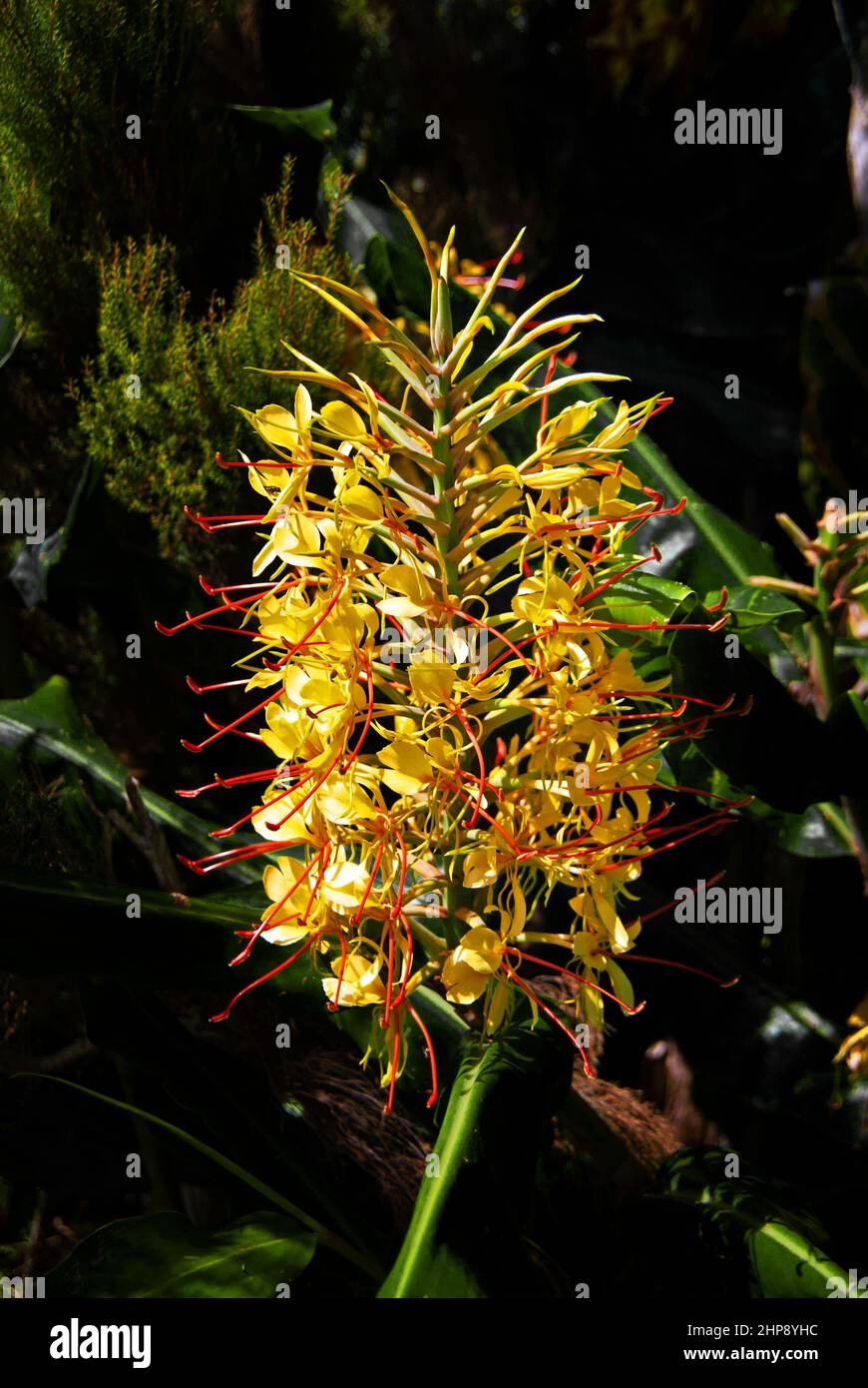 Hedychium gardnerianum (giglio di zenzero) è nativo al Himalaya in India, Nepal e Bhutan ma ampiamente coltivato come pianta ornamentale. Foto Stock