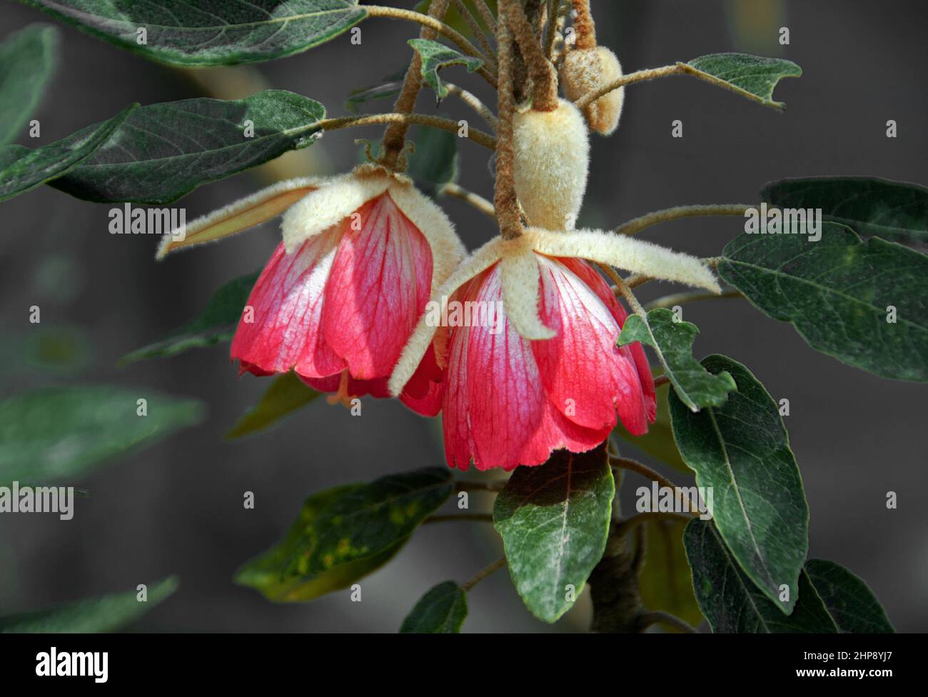 Trochetia boutoniana (boulle d'oreille) è endemica di Mauritius, ma ora si trova solo sulle pendici di le Morne Brabant. Foto Stock