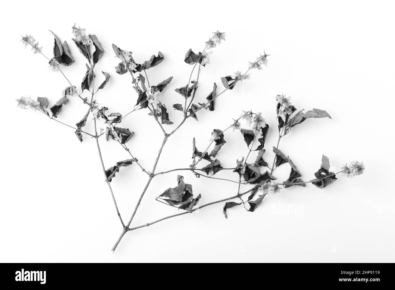 Foglie secche di ramoscello e fiore isolato su sfondo bianco Foto Stock