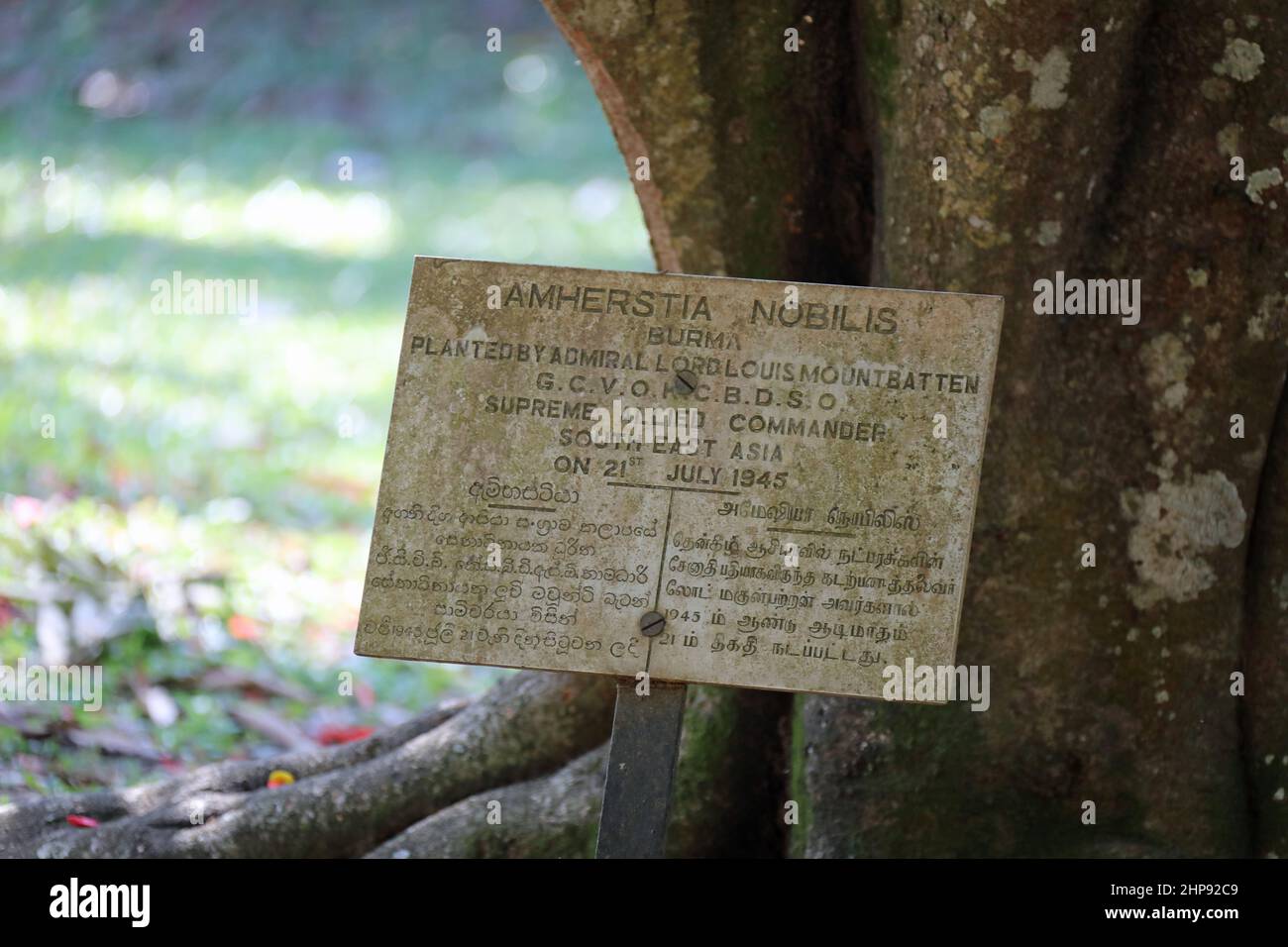 Orgoglio dell'albero birmano piantato dall'ammiraglio Lord Louis Mountbatten ai Giardini Botanici reali Peradeniya in Sri Lanka Foto Stock