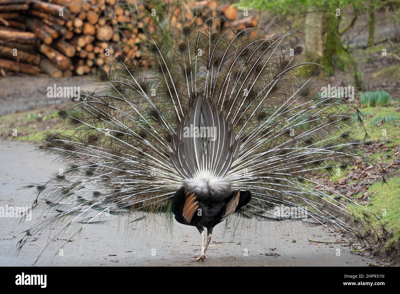 Peacock - vista posteriore, in una fattoria nel Northumberland, Regno Unito. Mantenere uccelli insoliti è di crescente interesse tra coloro che hanno lo spazio. Foto Stock