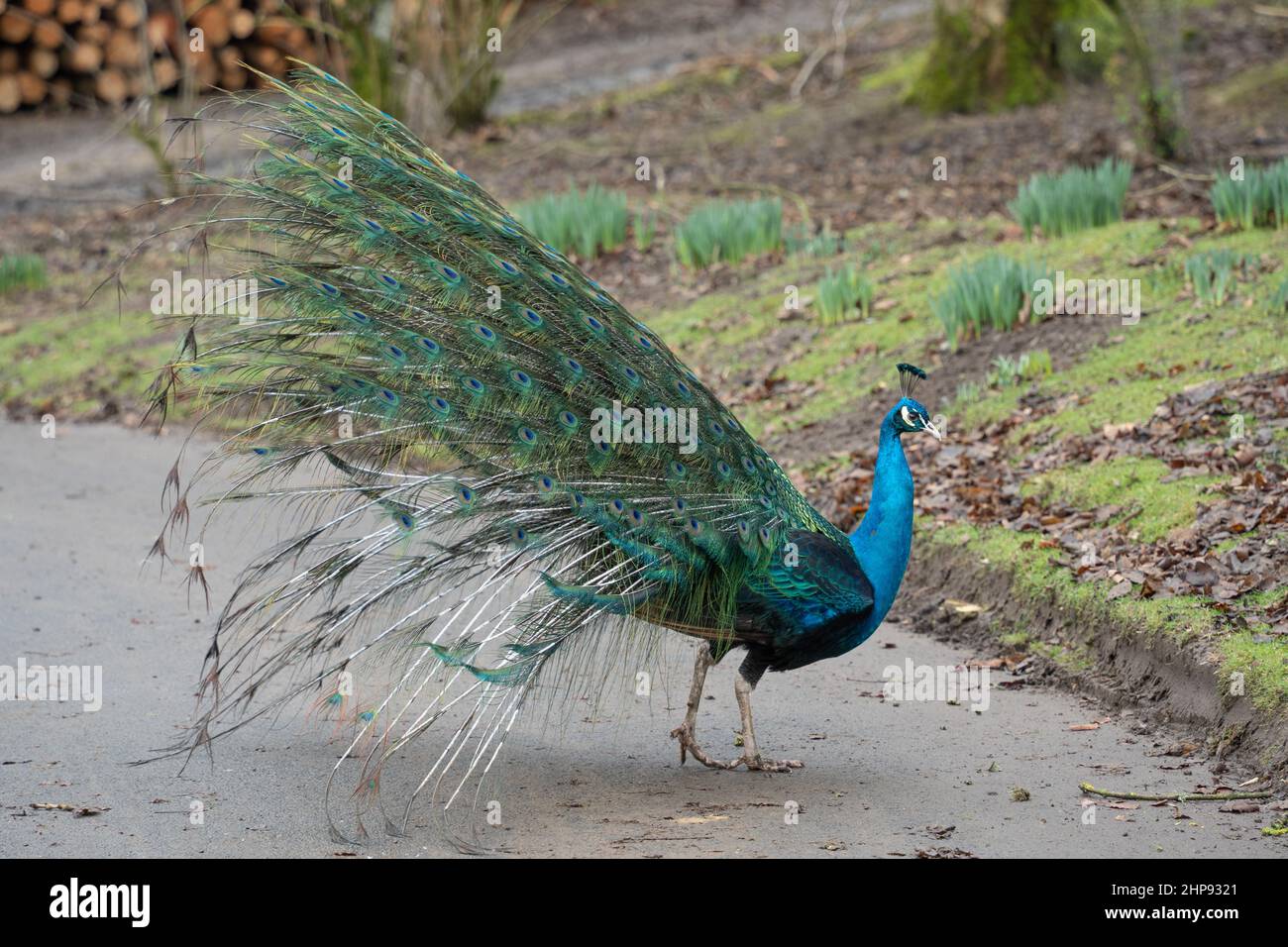Peacock - Vista laterale, in una fattoria nel Northumberland, Regno Unito. Mantenere uccelli insoliti è di crescente interesse tra coloro che hanno lo spazio. Foto Stock